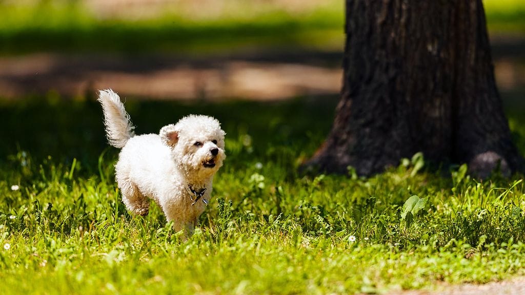 koira pihalla kävelyllä