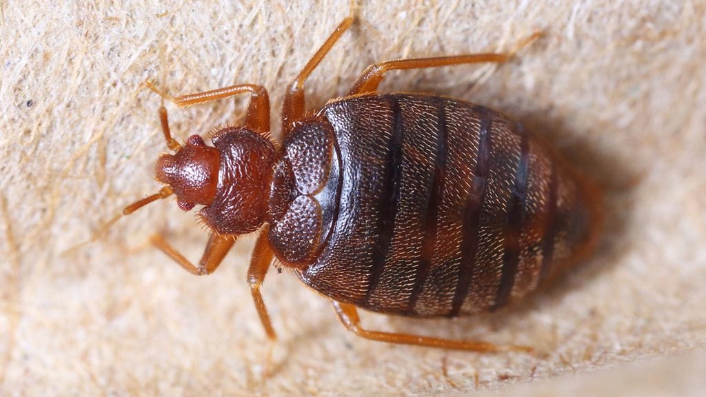 Aikuinen lutikka Tukes