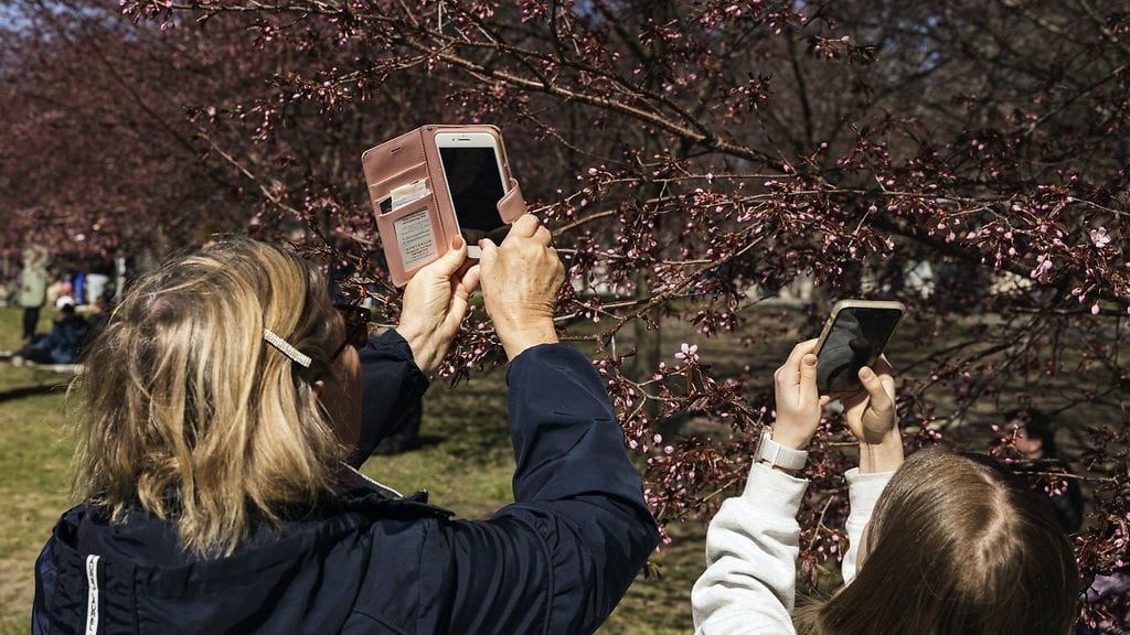 Kukkivia kirsikkapuita vuosittaisessa hanami-kirsikkapuujuhlassa Roihuvuoren Kirsikkapuistossa Helsingissä 11. toukokuuta 2024