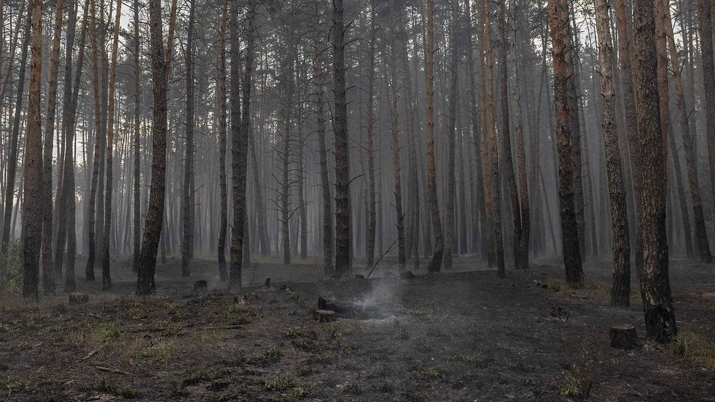 Palanutta metsää Vovtshanskin alueella Harkovassa kuvattuna 11. toukokuuta 2024.