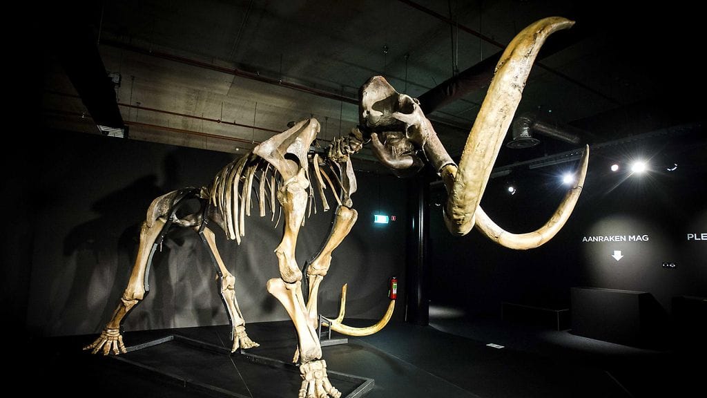 AOP Jättiläismammutin luuranko Jääkauden jättiläiset -näyttelyssä Amsterdamissa Alankomaissa 26. marraskuuta 2014.