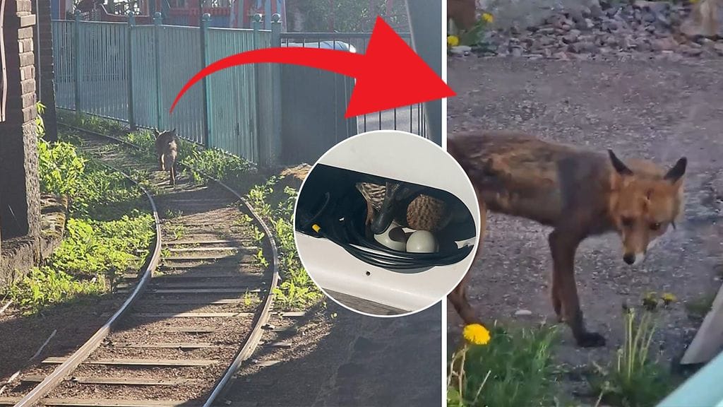 Tällä viikolla on ihmetelty niin veneeseen pesinyttä sorsaa kuin Linnanmäen kettuakin.