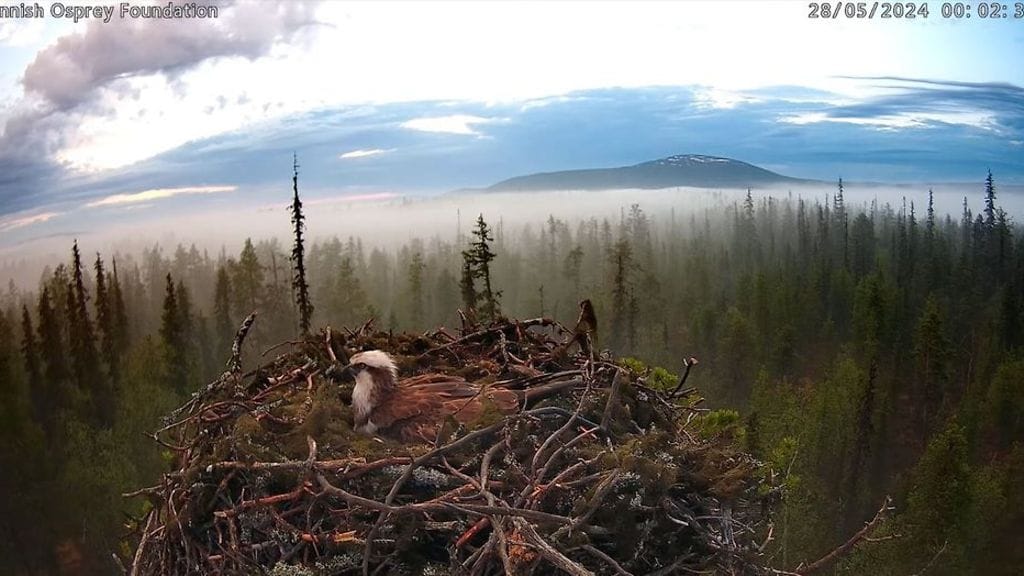 Muonion pesässä emo hautoo kolmea munaa.