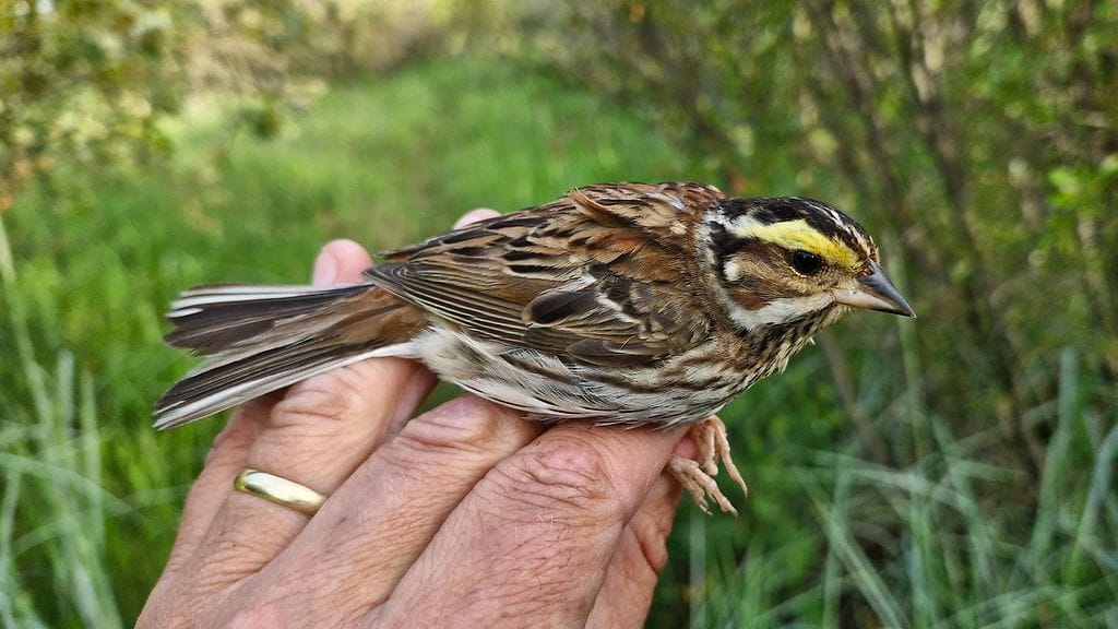 Koko Euroopassa on tehty alle 20 havaintoa kultakulmasirkusta. Suomea lähinnä laji on havaittu kerran Ruotsissa, Norjassa ja Tanskassa.