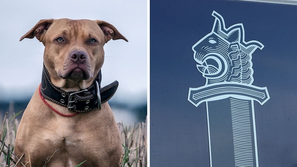 Amerikanpitbullterrieri hyökkäsi pienen lapsen kimppuun maanantaina Helsingin Vallilassa. Kuvan koira ei liity tapaukseen.