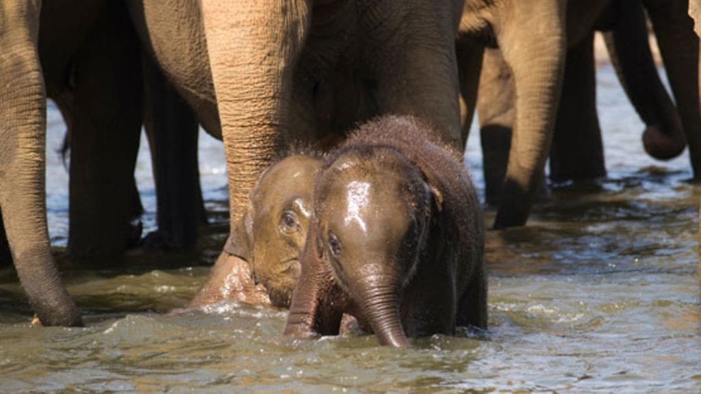Vauvaelefantti Themba (ei kuvassa) tuli parhaiksi ystäviksi lampaan kanssa. Katso kuvat jutun alla olevasta linkistä.