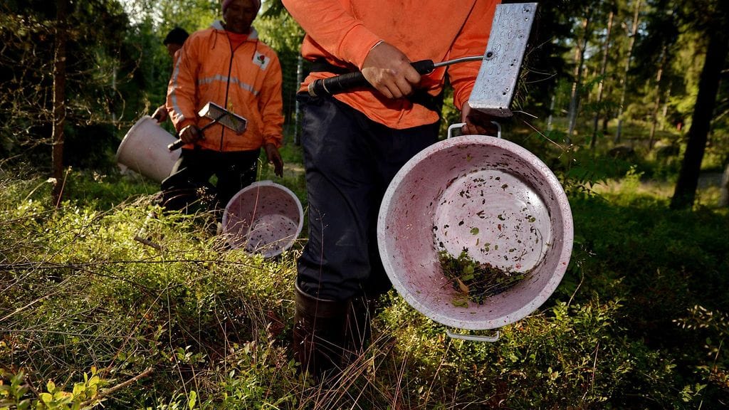 Thaimaalaisten marjanpoimijoiden päästämisestä Suomeen ei saatu vielä aikaan päätöstä.