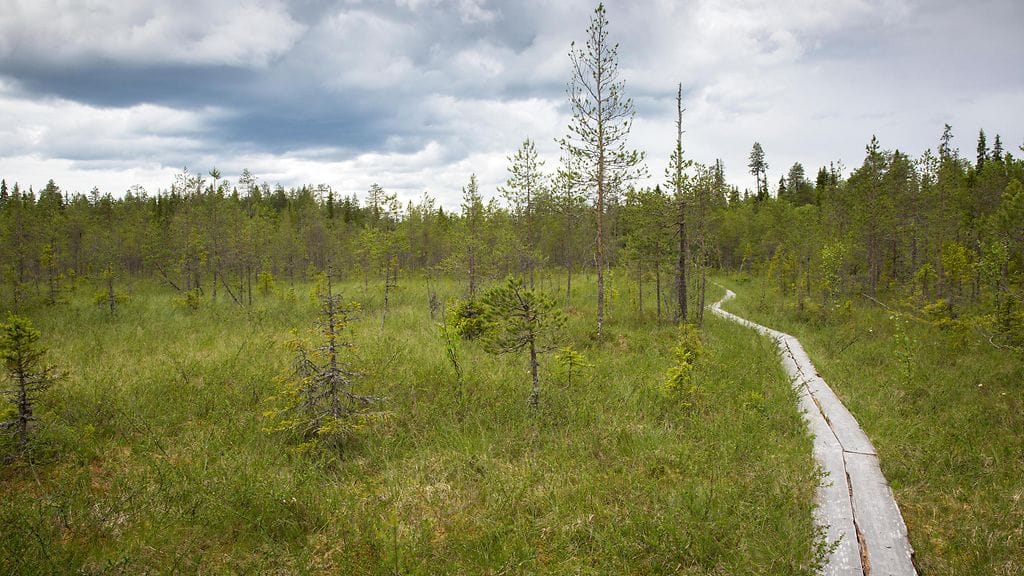 Mies oli koko päivän suolla. Kuvituskuva.