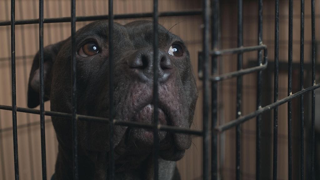 Viranomaiset toimittavat koiria löytöeläintaloihin muun muassa rikosten vuoksi.