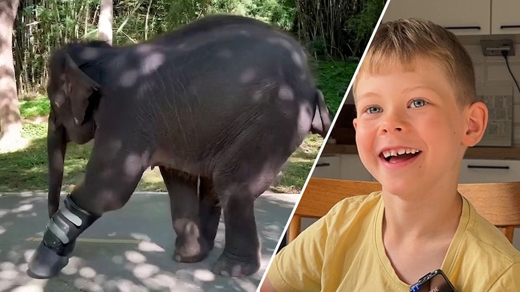 Villinorsu sai jalkaproteesin avukseen. Eelillä puolestaan alkoi koulu!