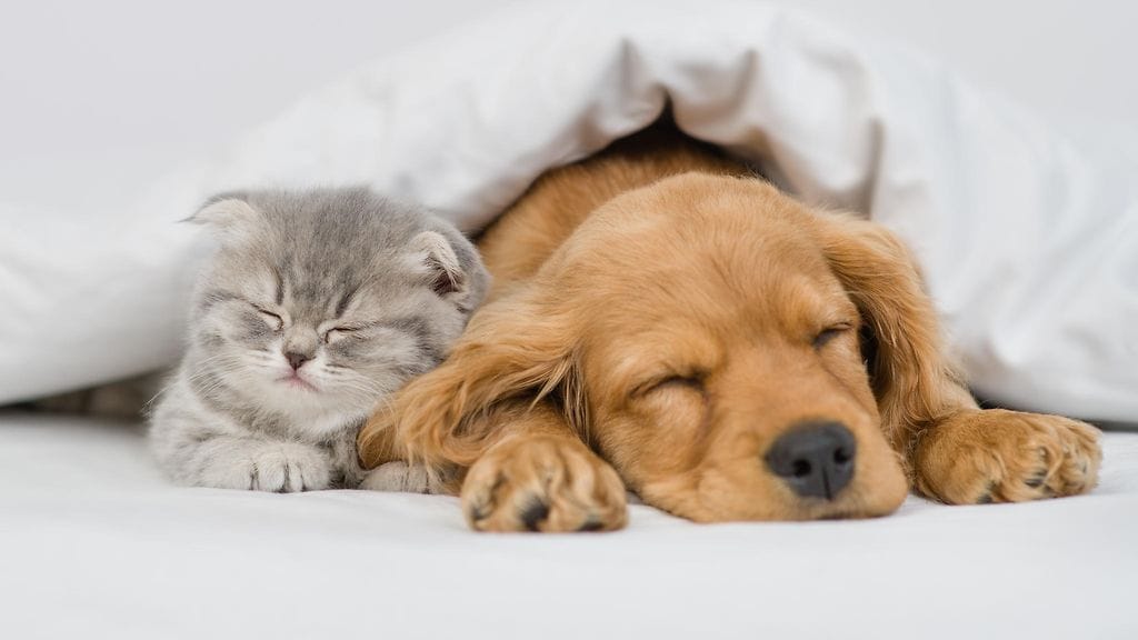 Sureeko kissa kuollutta toveriaan? Tutkimu selvitti. Kuvituskuva.