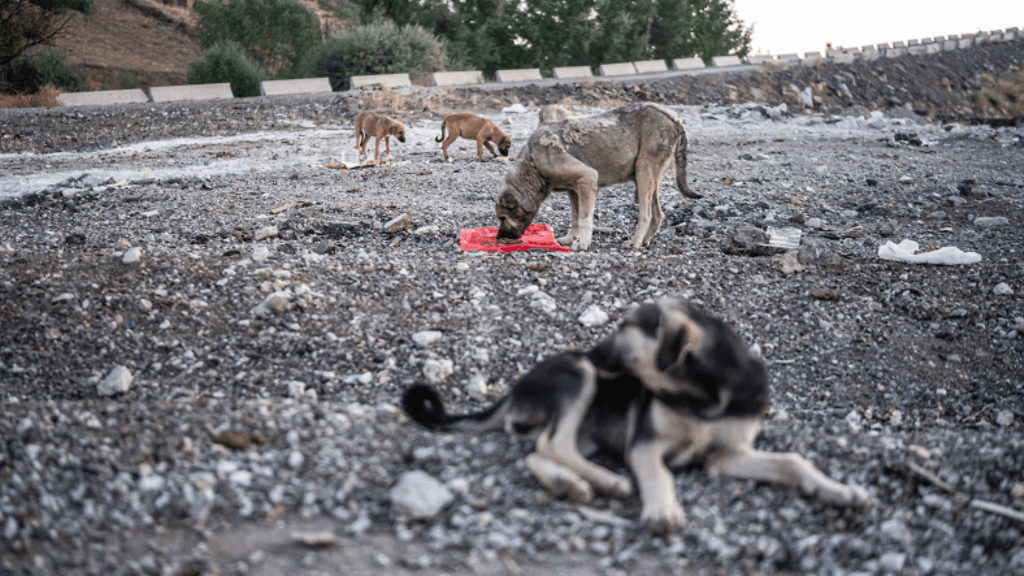 Ainakin kolmessa eri maakunnassa on jo löytynyt koirien joukkohautoja.