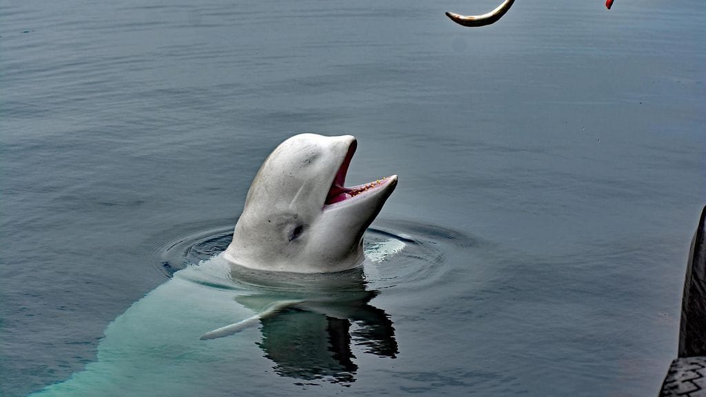 Eläintensuojelijoiden mukaan Venäjän kouluttamaksi vakoilijaksi epäilty maitovalas on tapettu ampumalla. Valas löydettiin kuolleena Norjan rannikolta viikonloppuna.