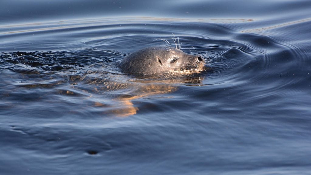 Nuori saimaannorppanaaras on kuollut kalastusrysään Saimaalla, kertoo Metsähallitus. Kuvituskuvan kuutti eli saimaannorpan poikanen ui Saimaalla keväällä.