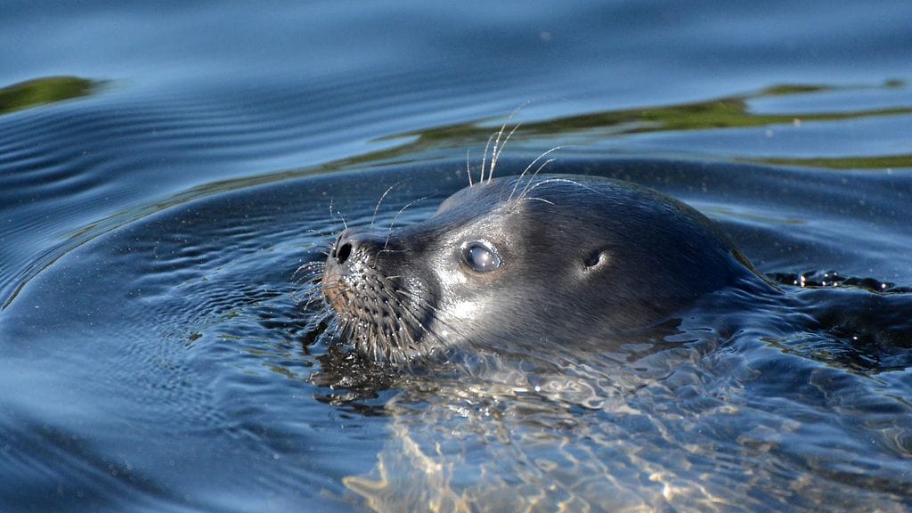 Saimaannorppakannan kasvua hidastaa kuitenkin kuuttien suuri kuolleisuus.