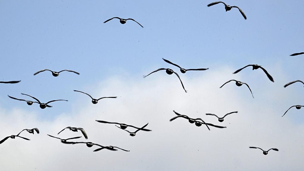 Valkoposkihanhien syysmuutto on alkanut, tiedottavat ely-keskukset. Kuvassa valkoposkihanhiparvi ilmassa Oittaalla Espoossa maanantaina 11. syyskuuta.