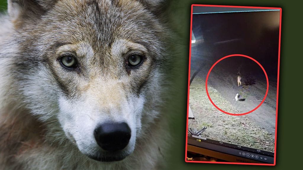 Röyhkeä susi havitteli Rouvisten perheen kissoja Kiteellä