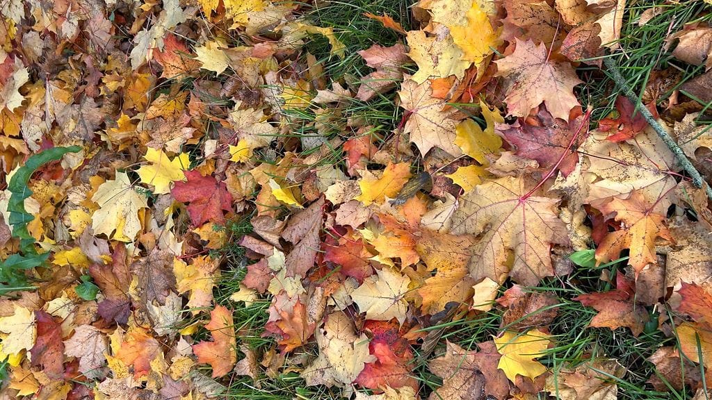 Ruska, lehdet, syksy