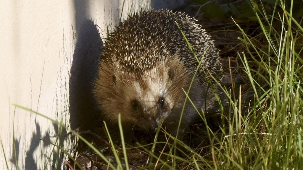 Siilien määrä on kansainvälisesti vähentynyt, ja laji voi tulevaisuudessa muuttua uhanalaiseksi.