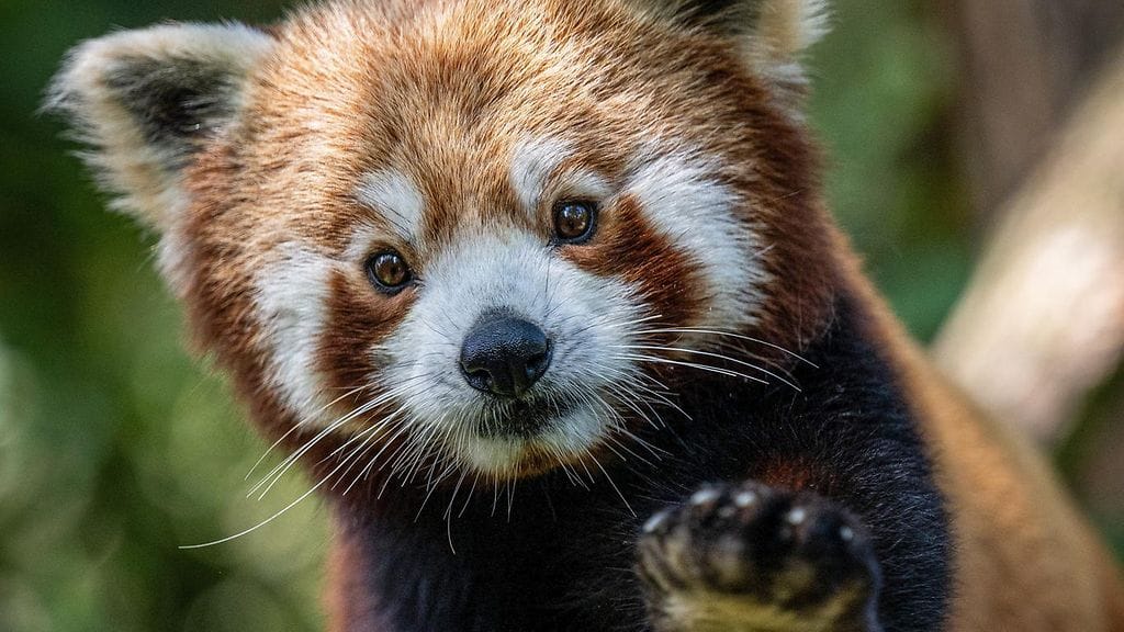 Kuvan kultapanda ei liity tapaukseen. Kuvassa Bernie-niminen panda Wroclawin eläintarhassa Puolassa.