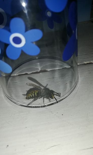 Laihialainen Mari Riihimäki törmäsi kotonaan isoon ampiaiseen marraskuun hämärissä.