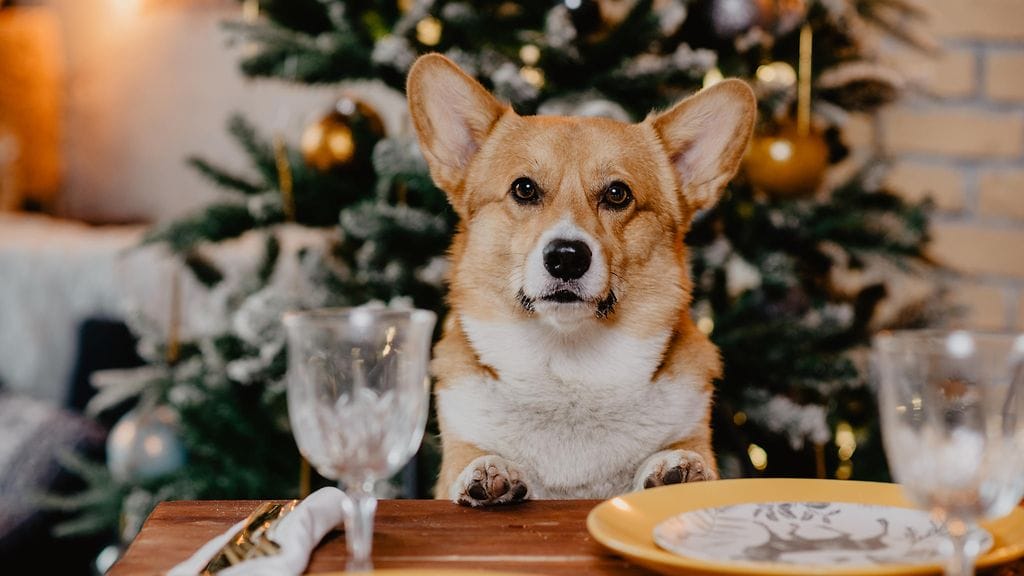 Koiralle ei kannata antaa joulupöydästä ihan mitä tahansa.