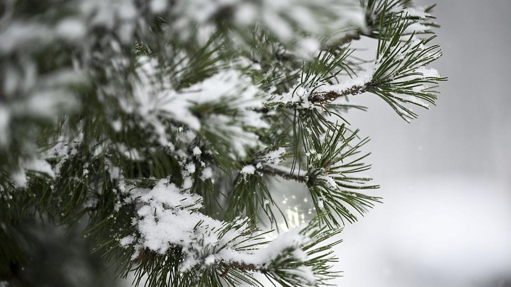 LK 231224 Lunta neulasten päällä Helsingissä 21. joulukuuta 2024. Lauantaina on talvipäivänseisaus.