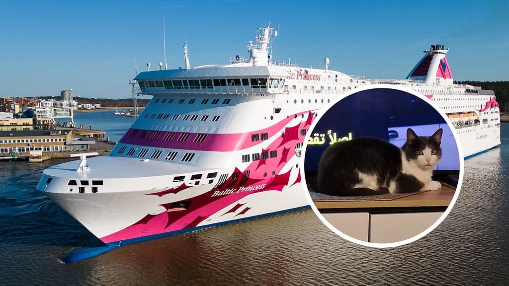 0801 - Viking Line kadonnut kissa