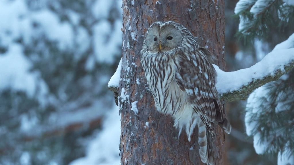 viirupöllö, linnut