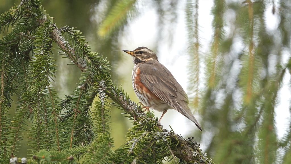 Punakylkirastas, linnut