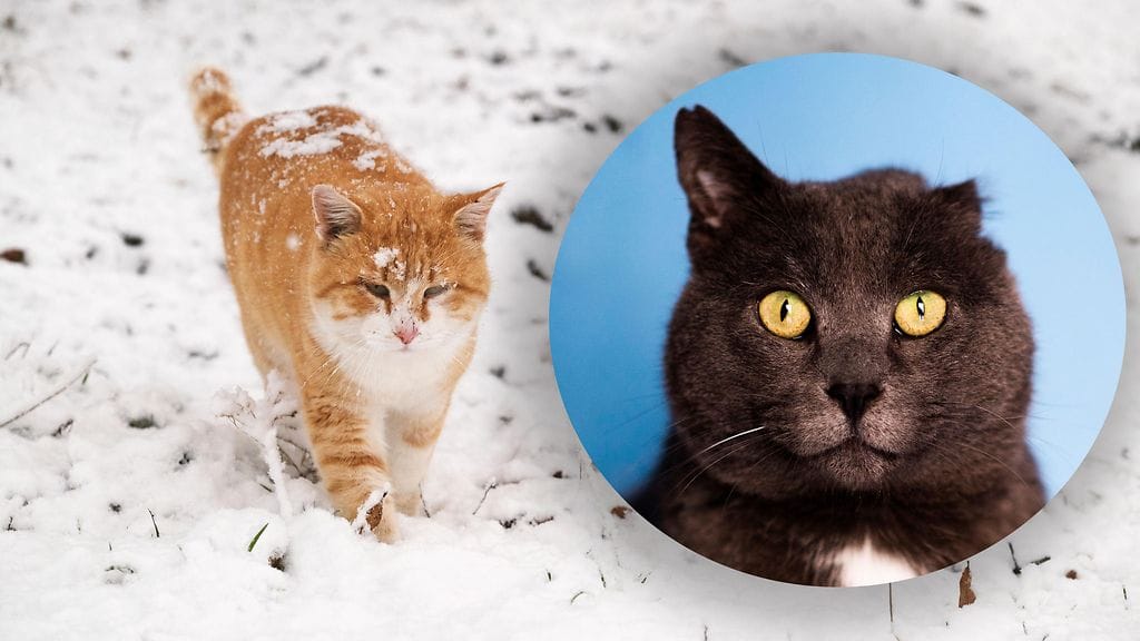 Pakkanen voi palelluttaa esimerkiksi kissan hännän tai korvanlehdet.