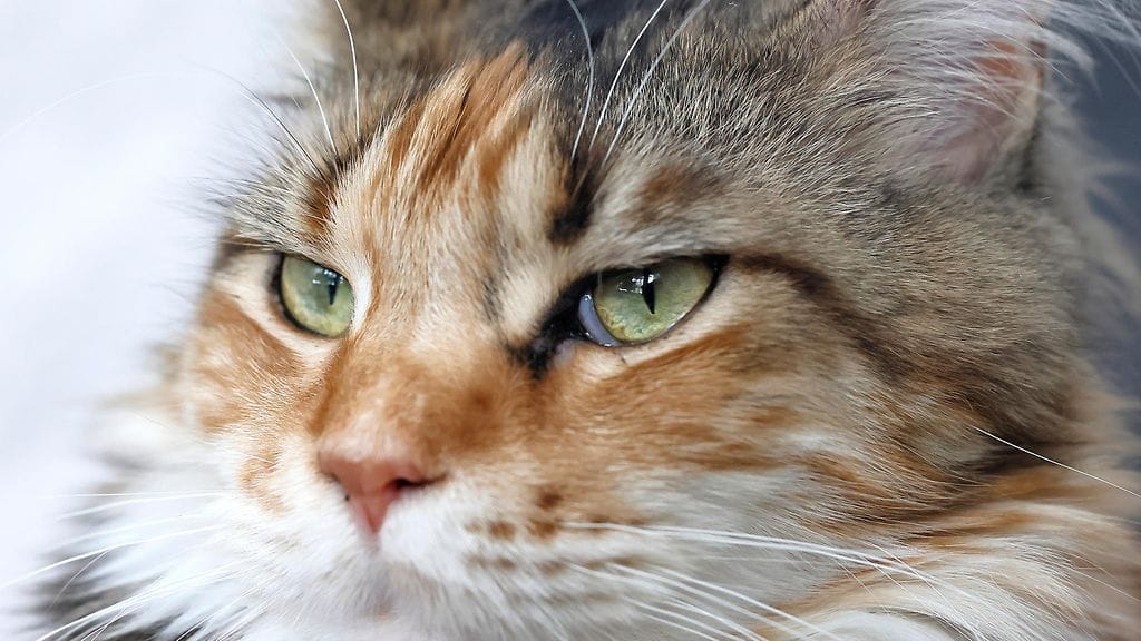 Kahdeksanvuotias Mittens on Maine coon -rotuinen. Kuvituskuvan kissa ei liity tapaukseen.