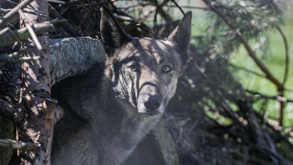 Kuvassa Itä-Ukrainassa pelastettu koirasusi. Kuva ei liity tapaukseen.