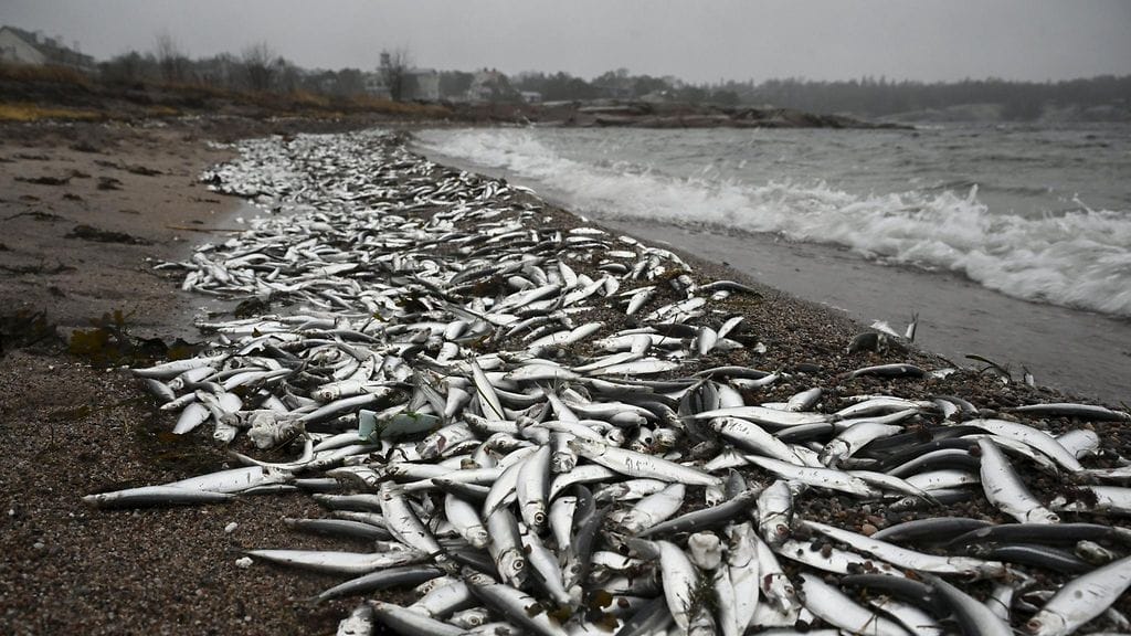 LK 147043359 Hanko kuolleet kalat