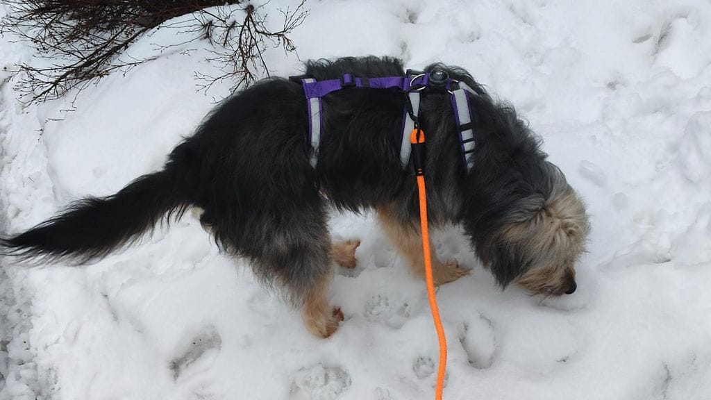 Ransu on nyt turvassa 4.