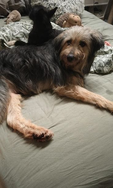 Ransu on nyt turvassa 6.