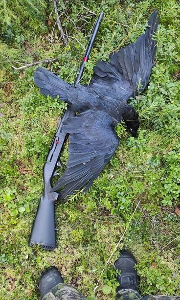 Salametsästetty korppi