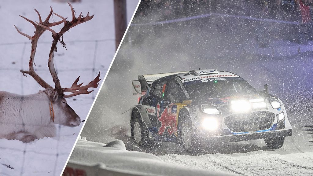 Porojen liikkeet vaikuttavat Ruotsin MM-rallin päätöspäivän kulkuun.