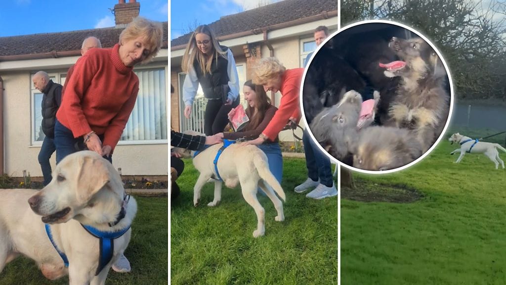 Brittikoira Daisy pääsi kotiin 7 vuoden jälkeen. Kaakkois-Suomen metsissä seikkailleen Ransun pennut löytyivät Viipurista.