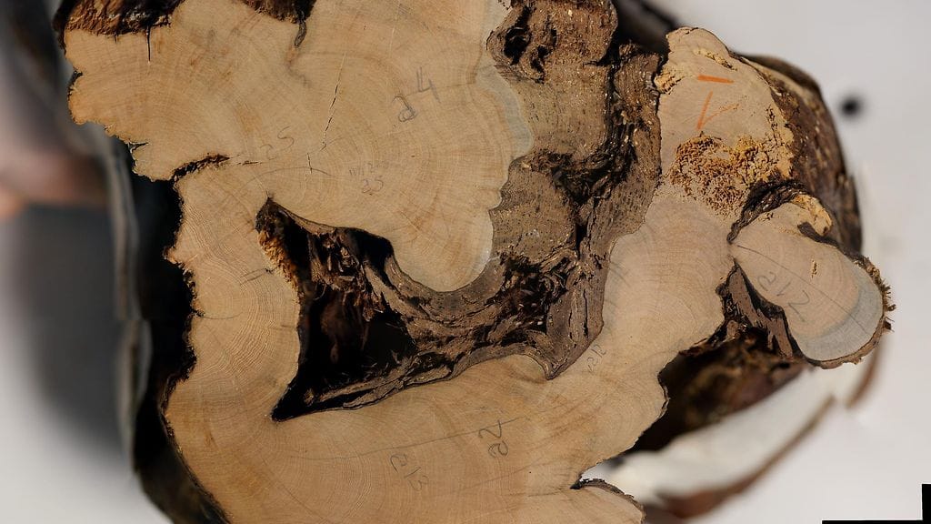 Utsjoelta löytyneen 1647-vuotiaan katajan lustokiekko. (Kuva: Marco Carrer)