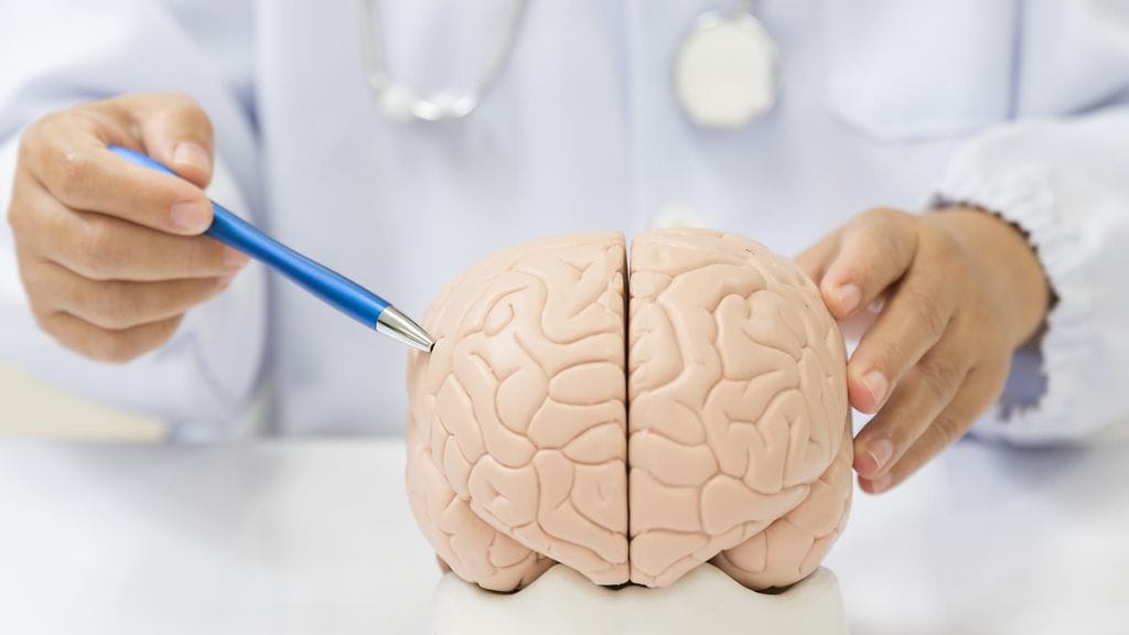 Uuden kielen opettelu stimuloi aivoja valtavasti, tutkija sanoo.