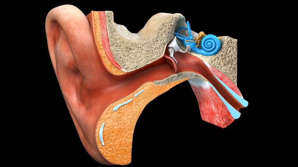 AOP Sisäkorvan anatomia.