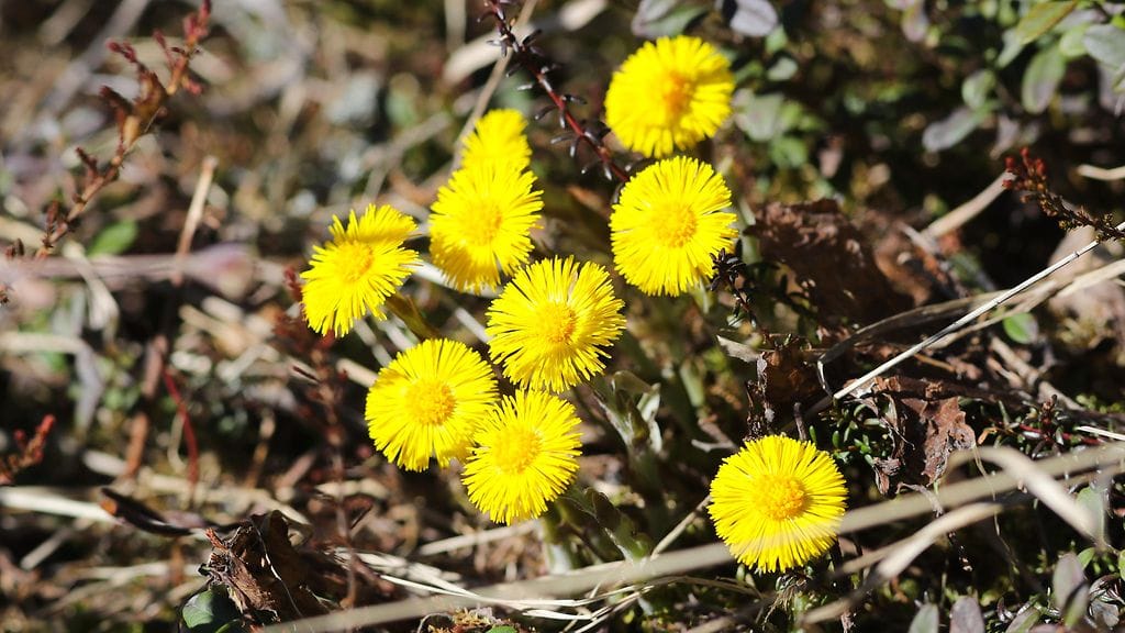 Arkistokuva. Luontoliitto kertoo Facebookissa, että leskenlehti kukkii runsaasti Lounais-Suomessa.