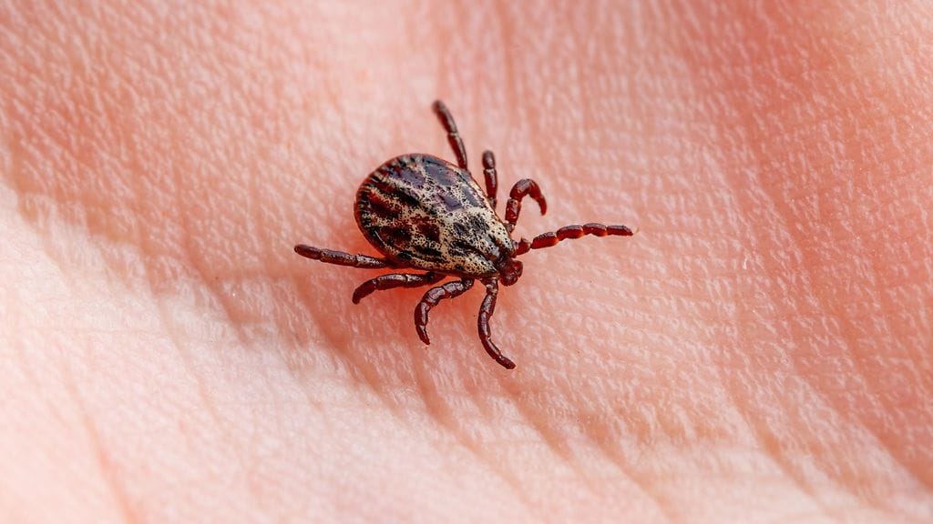 Punkkikesästä 2025 tullee vilkas.