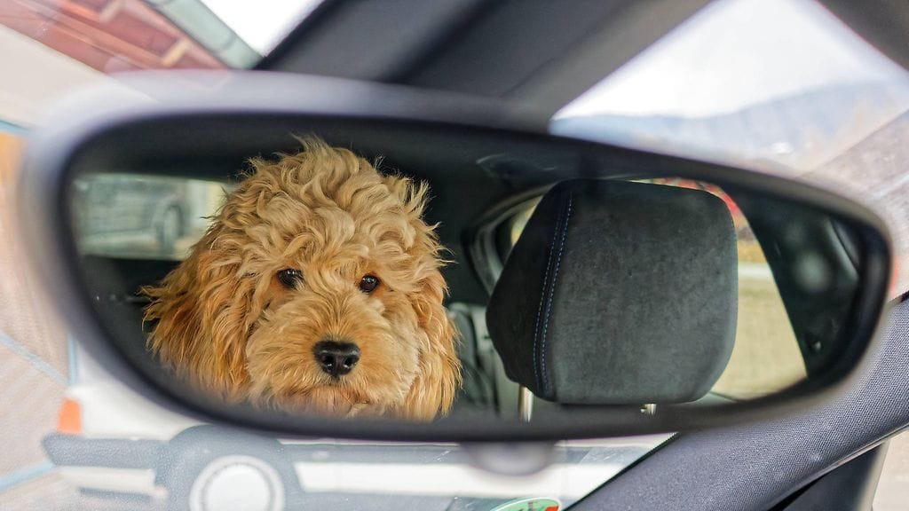 Koiraa ei ole turvallista pitää sylissä ajon aikana.