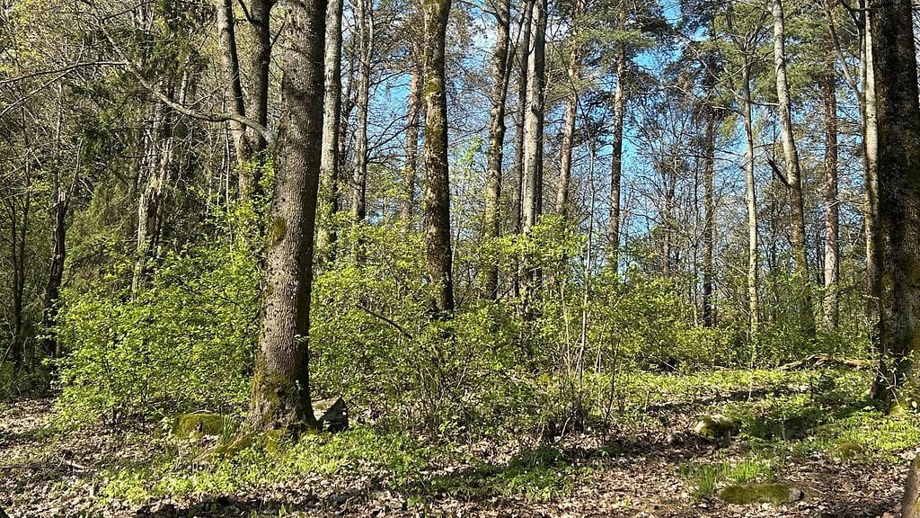 Metsä, Viikki, puut