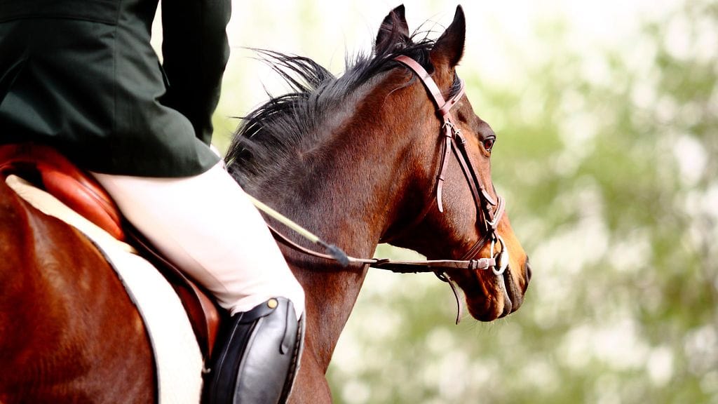 Hevosen lähestyessä autoilijan tulee pudottaa vauhtiaan.