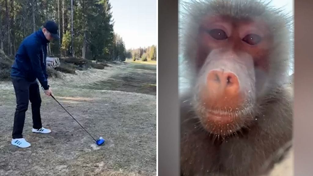Leevin golflyönti ei mennyt aivan putkeen. Entä mitä kävi, kun simpanssit pääsivät käsiksi puhelimeen?