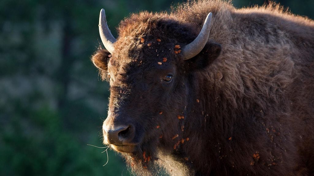 Yhdeksän biisonia on yhä karkuteillä. Kuvituskuva.