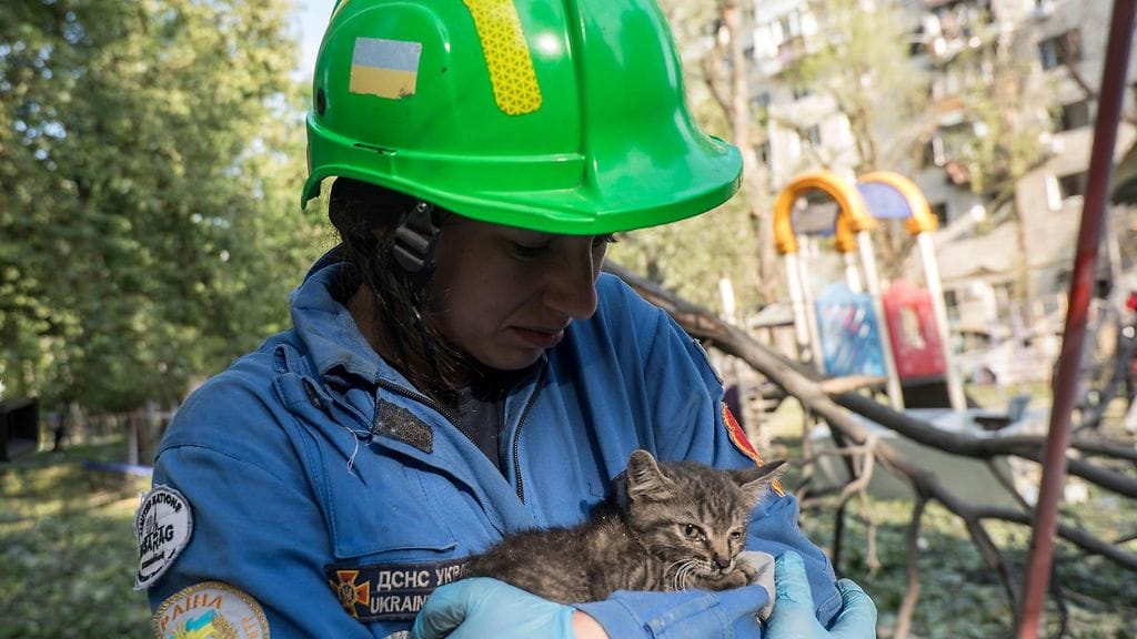 Loukkaantunut kissanpentu Kiovassa Venäjän ohjusiskun jälkeen.